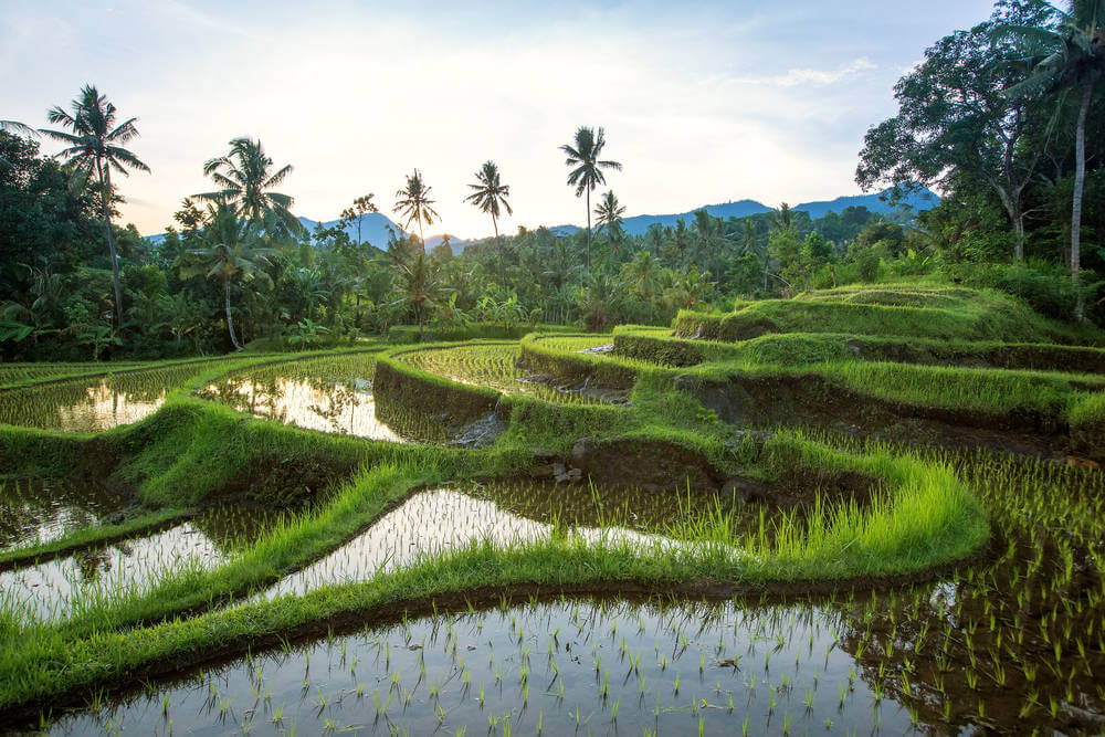 ubud digital nomads 